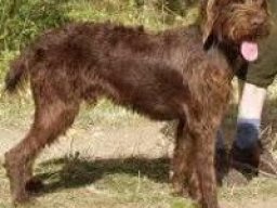 pudelpointer_20211201_1369785786